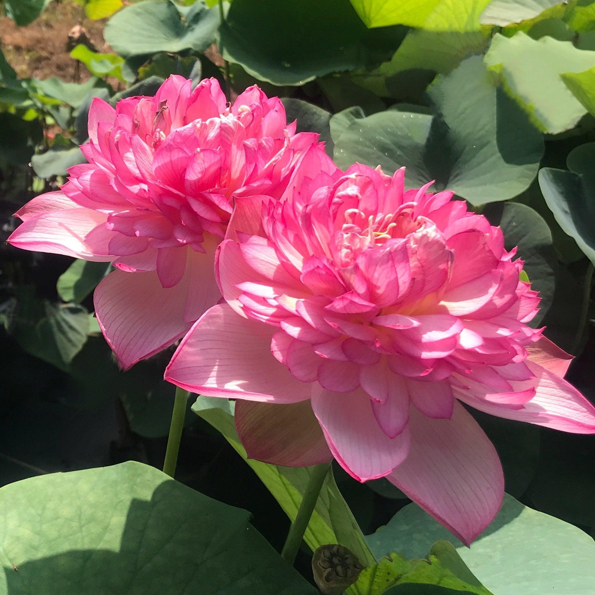 Super Excellence Lotus (Bare Root) - Play It Koi