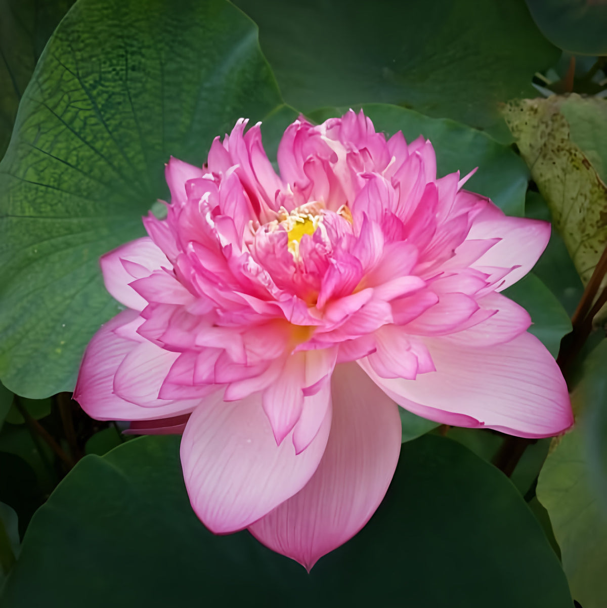 Super Excellence Lotus (Bare Root) - Play It Koi