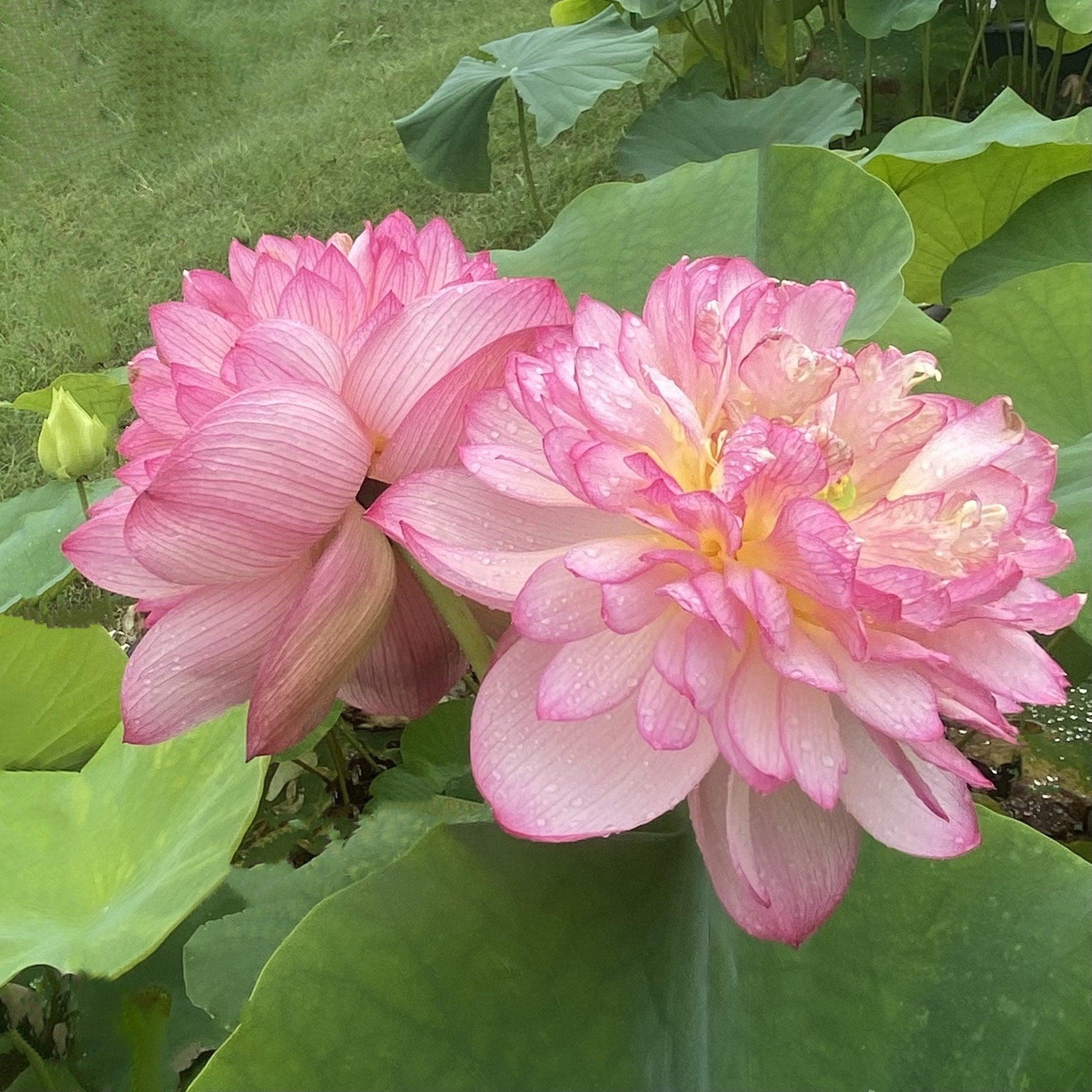 Super Excellence Lotus (Bare Root) - Play It Koi