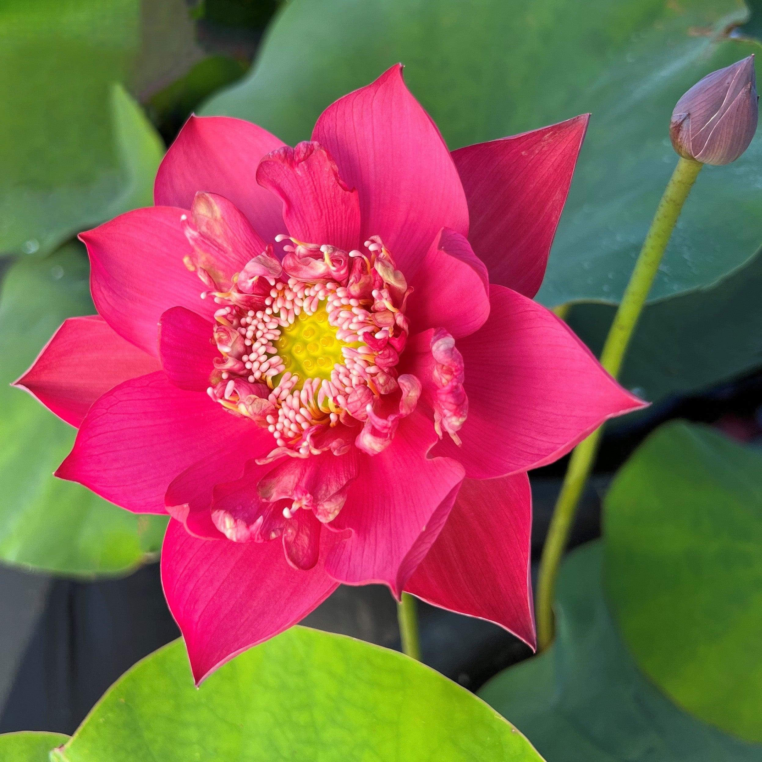 Super Red Lotus 14B (Bare Root) - Play It Koi