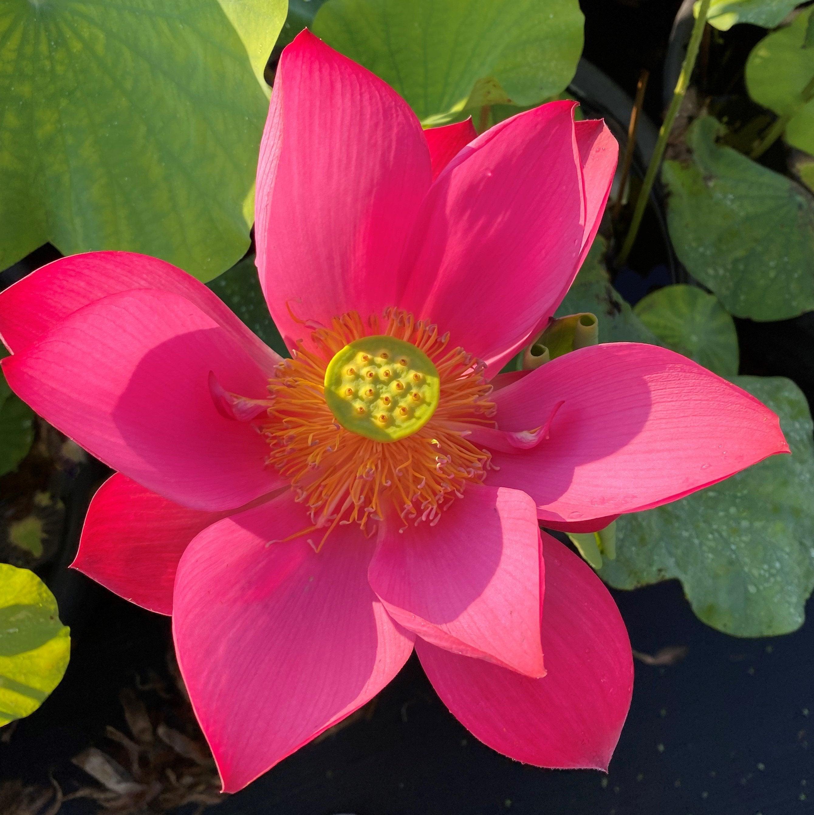 Super Red Lotus 14B (Bare Root) - Play It Koi