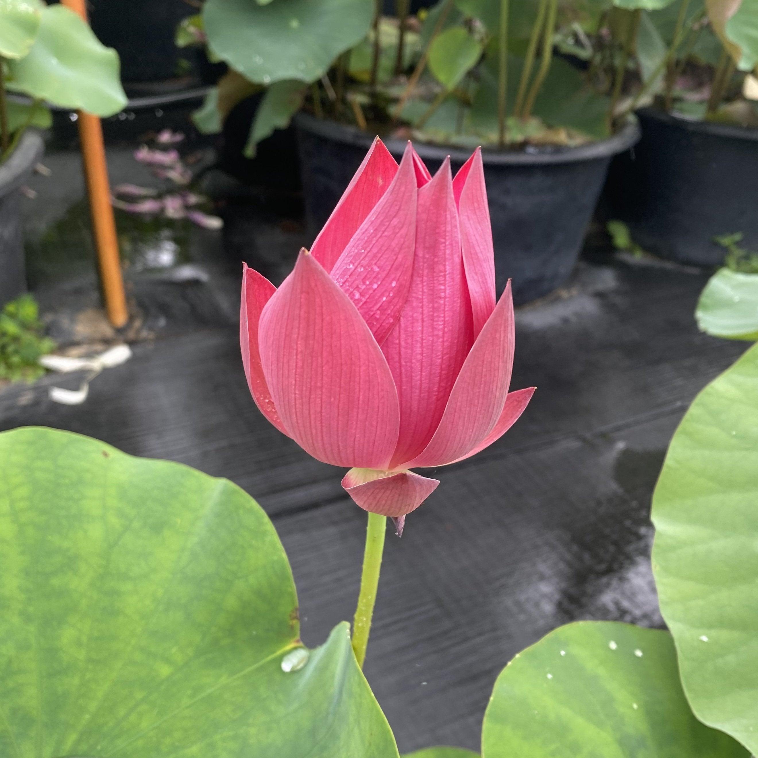 Super Red Lotus 14B (Bare Root) - Play It Koi