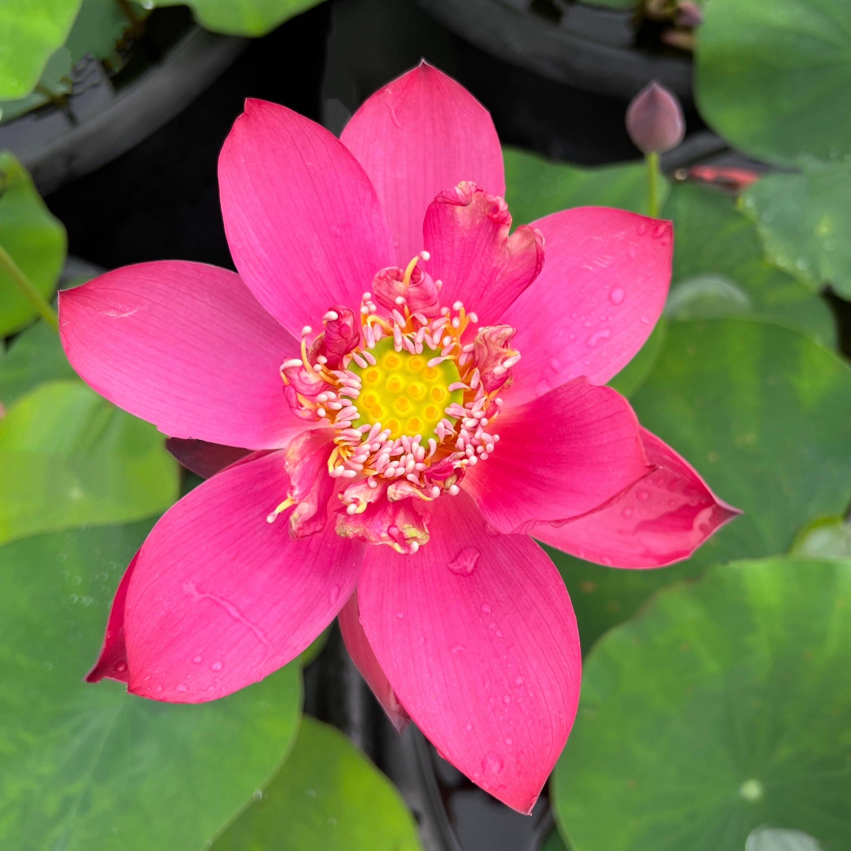 Super Red Lotus 14B (Bare Root) - Play It Koi