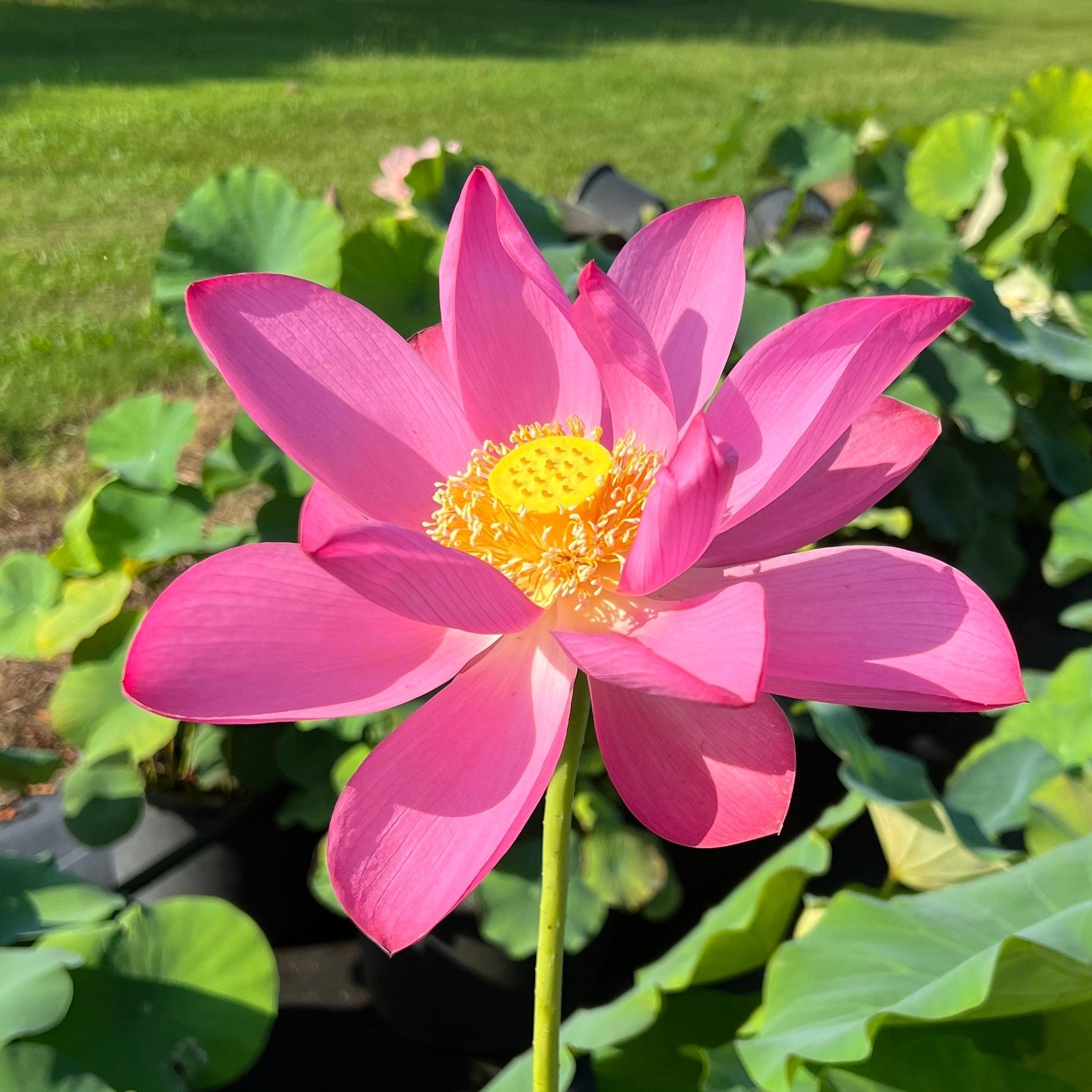 The President Lotus (Bare Root) - Play It Koi