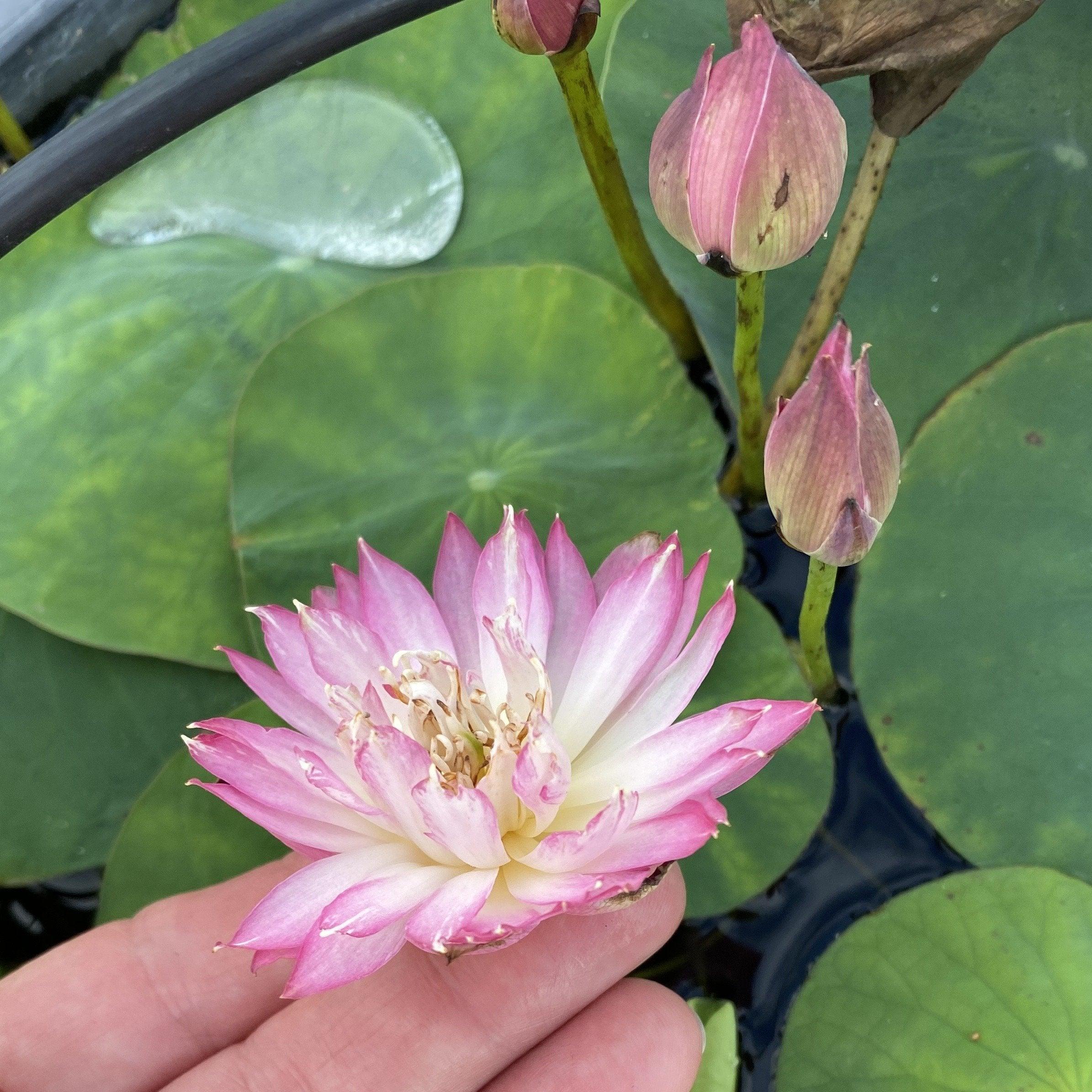 Tiny Red Elf 16 - Tiny Garden Gnome Lotus (Bare Root) - Play It Koi