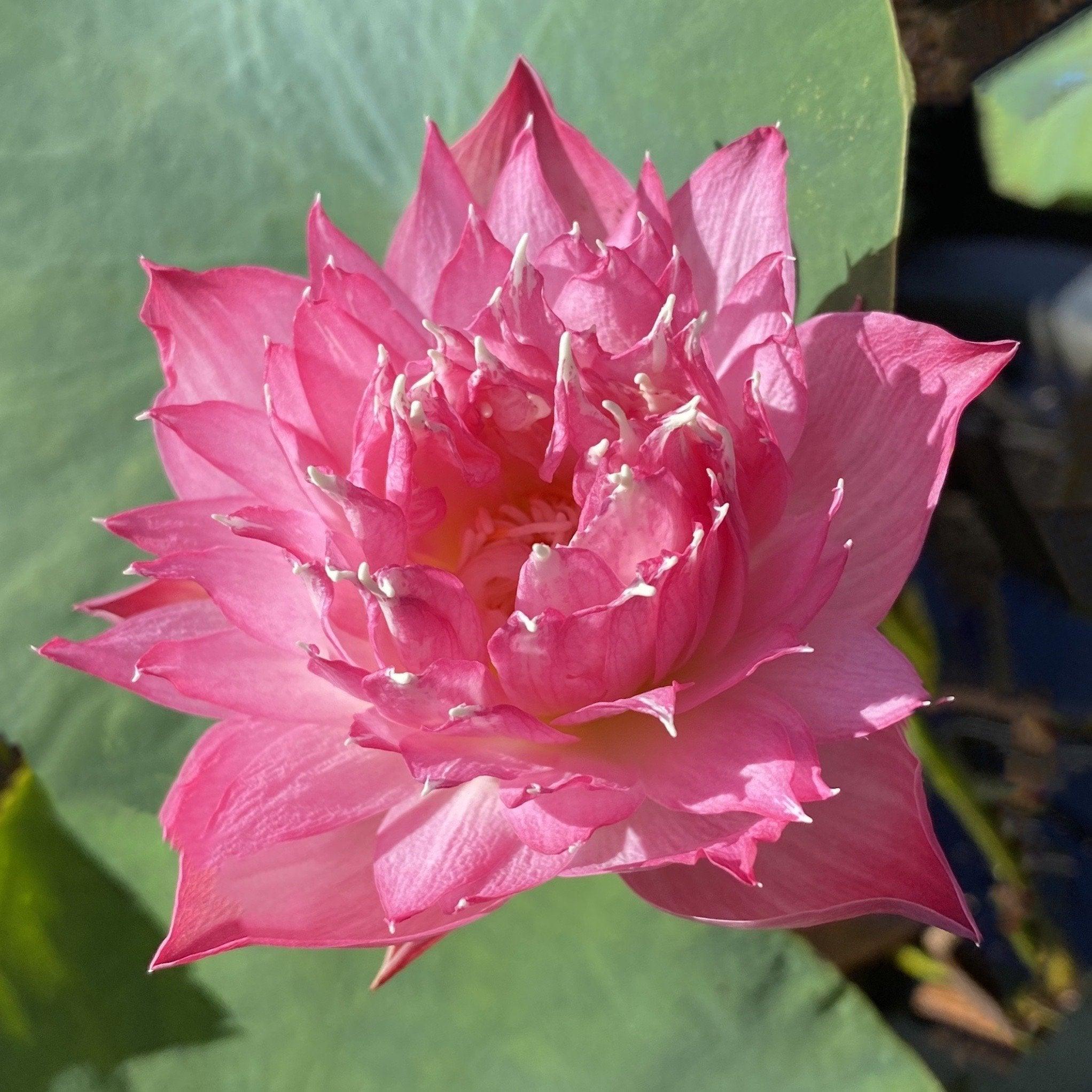 Tiny Red Elf 16 - Tiny Garden Gnome Lotus (Bare Root) - Play It Koi