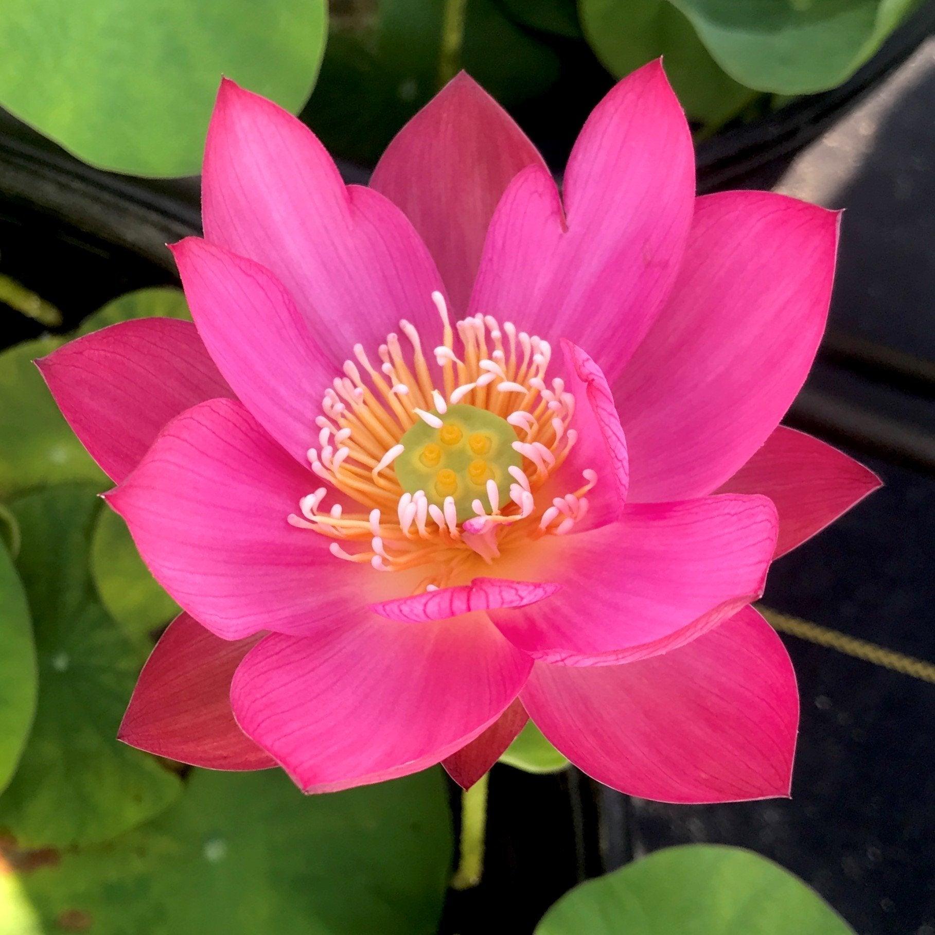 Tiny Red Gulang Lotus (Bare Root) - Play It Koi