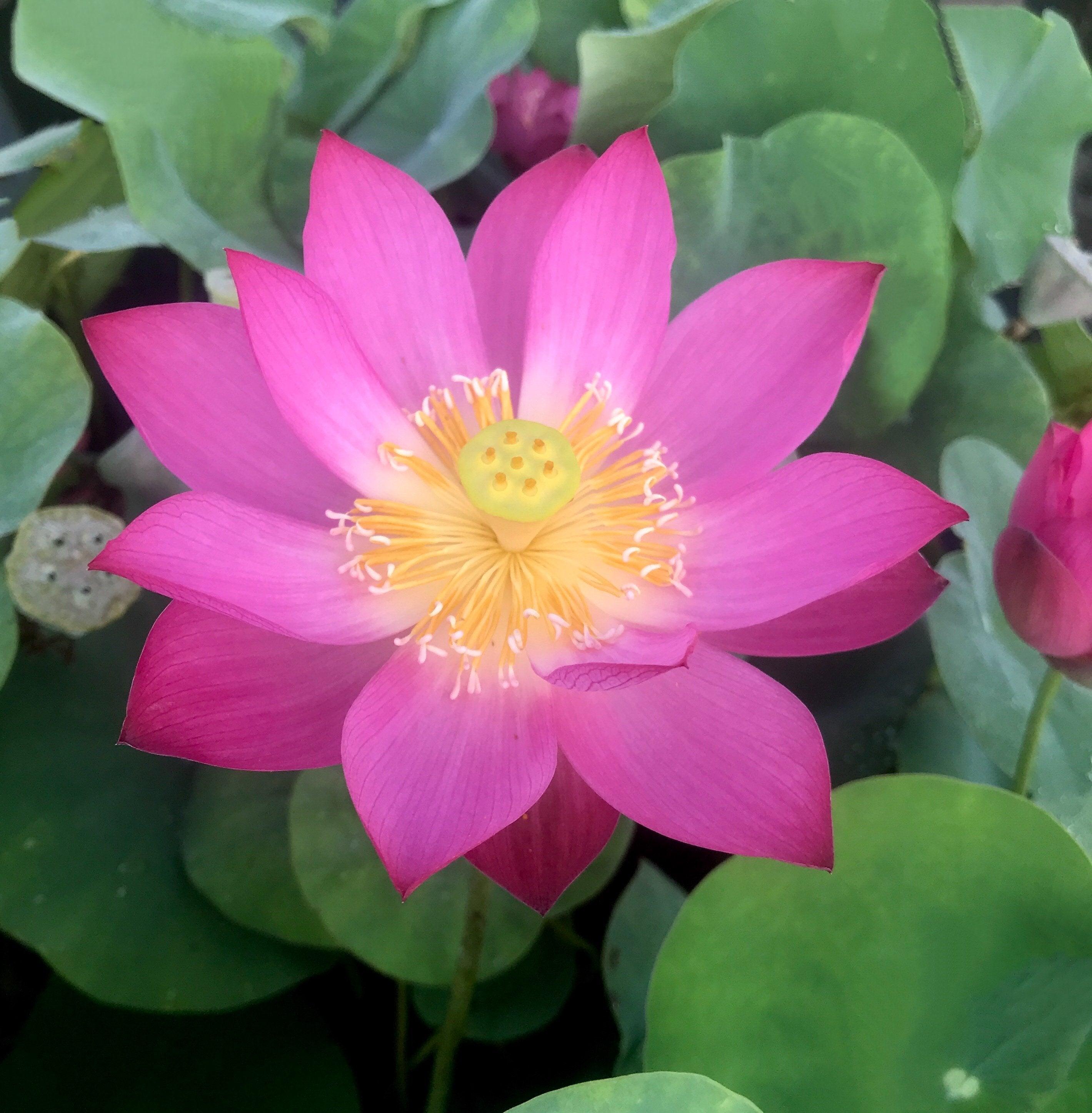 Tiny Red Gulang Lotus (Bare Root) - Play It Koi