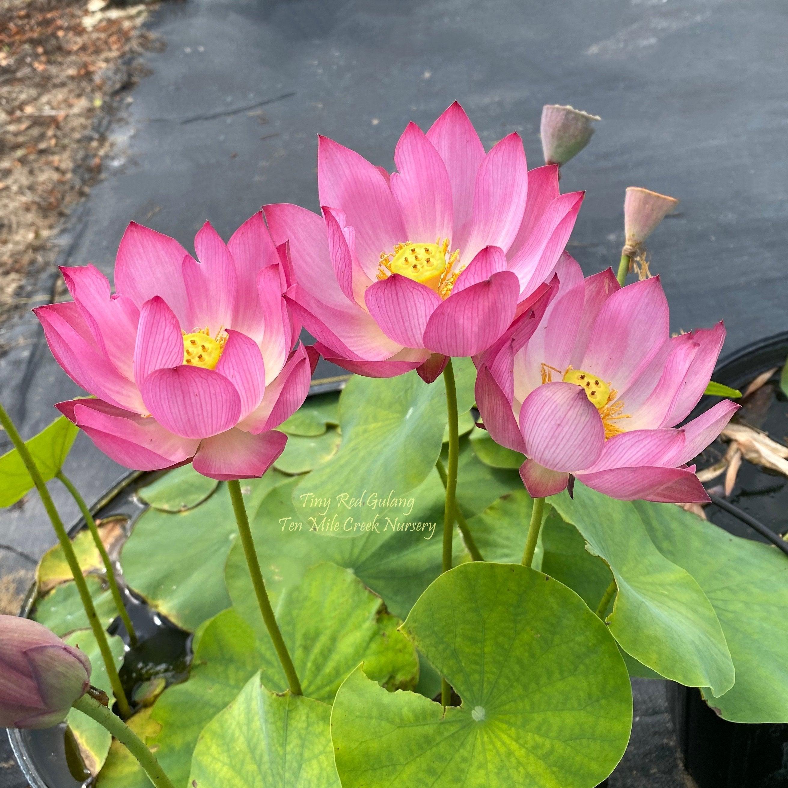 Tiny Red Gulang Lotus (Bare Root) - Play It Koi