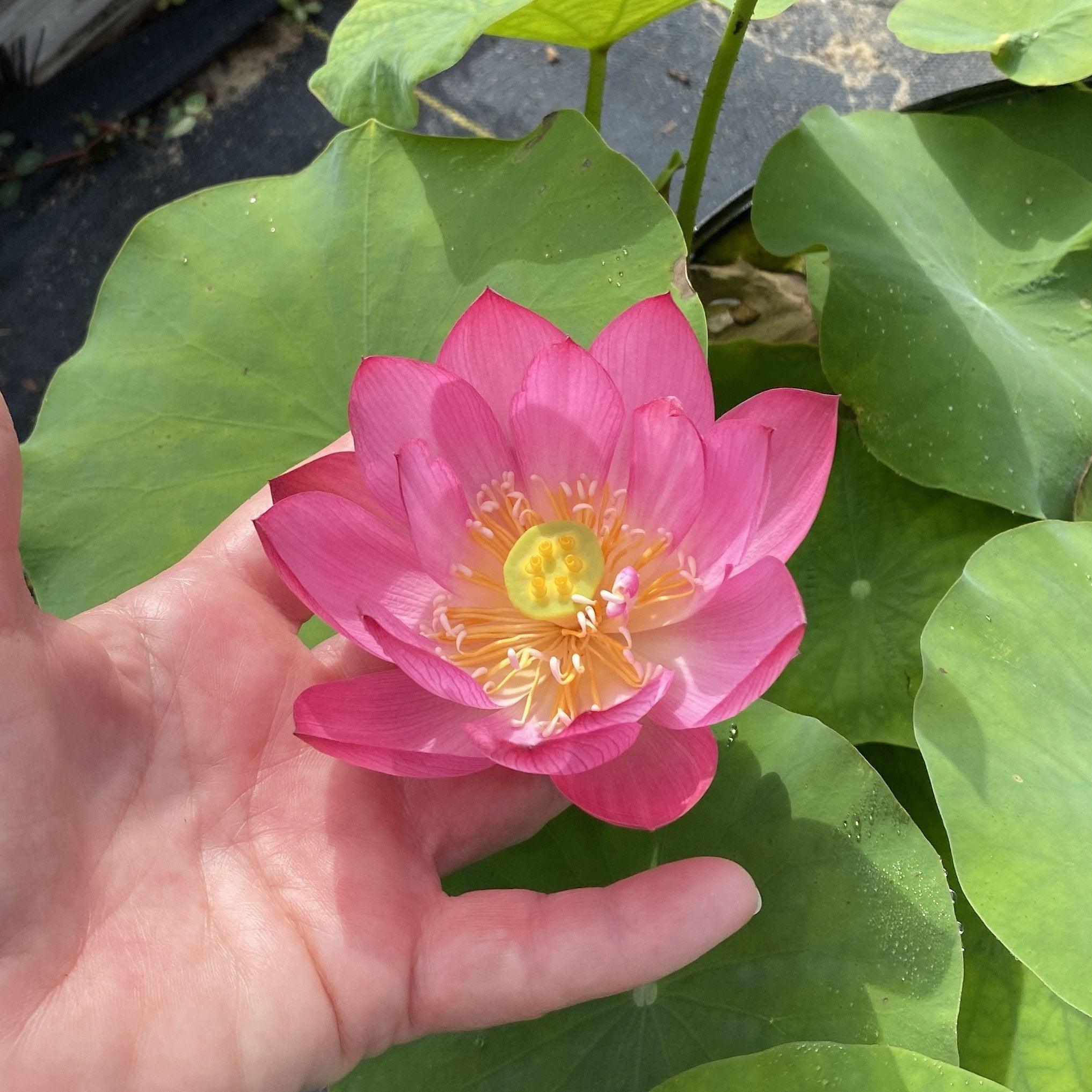 Tiny Red Gulang Lotus (Bare Root) - Play It Koi