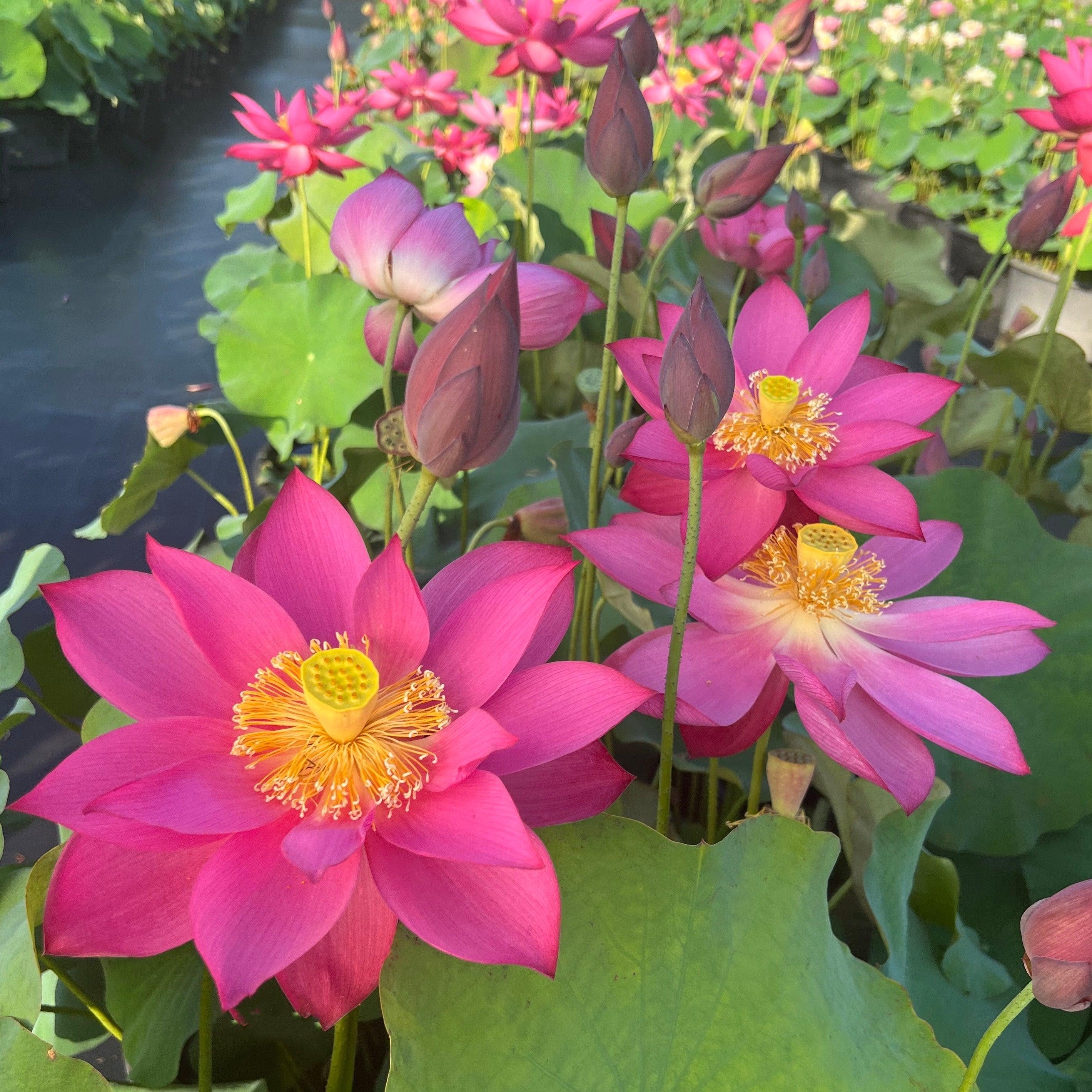 Titan - Gorgeous Red Flowered Lotus (Bare Root) - Play It Koi