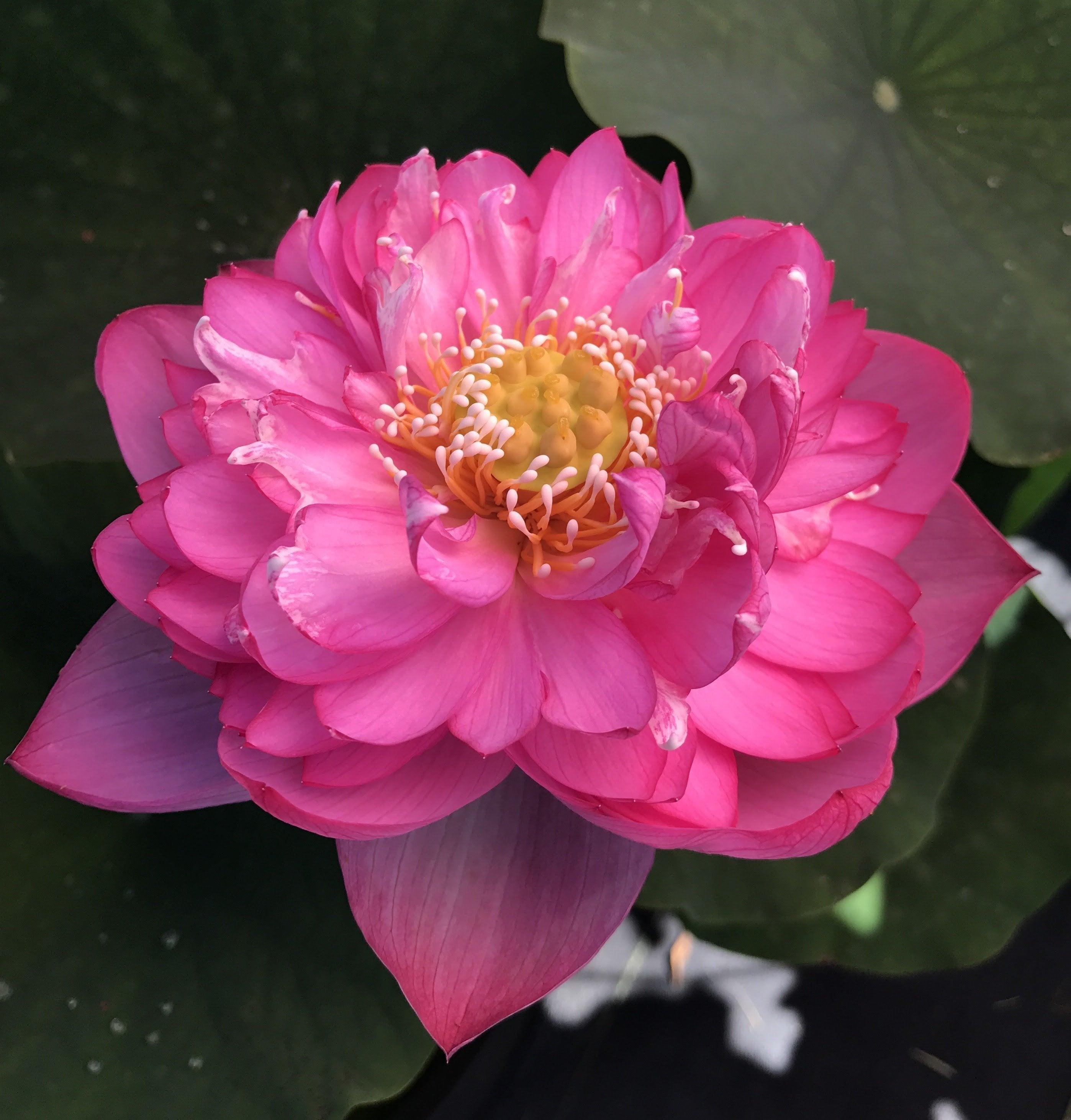 Titanic - Flower Power Lotus (Bare Root) - Play It Koi