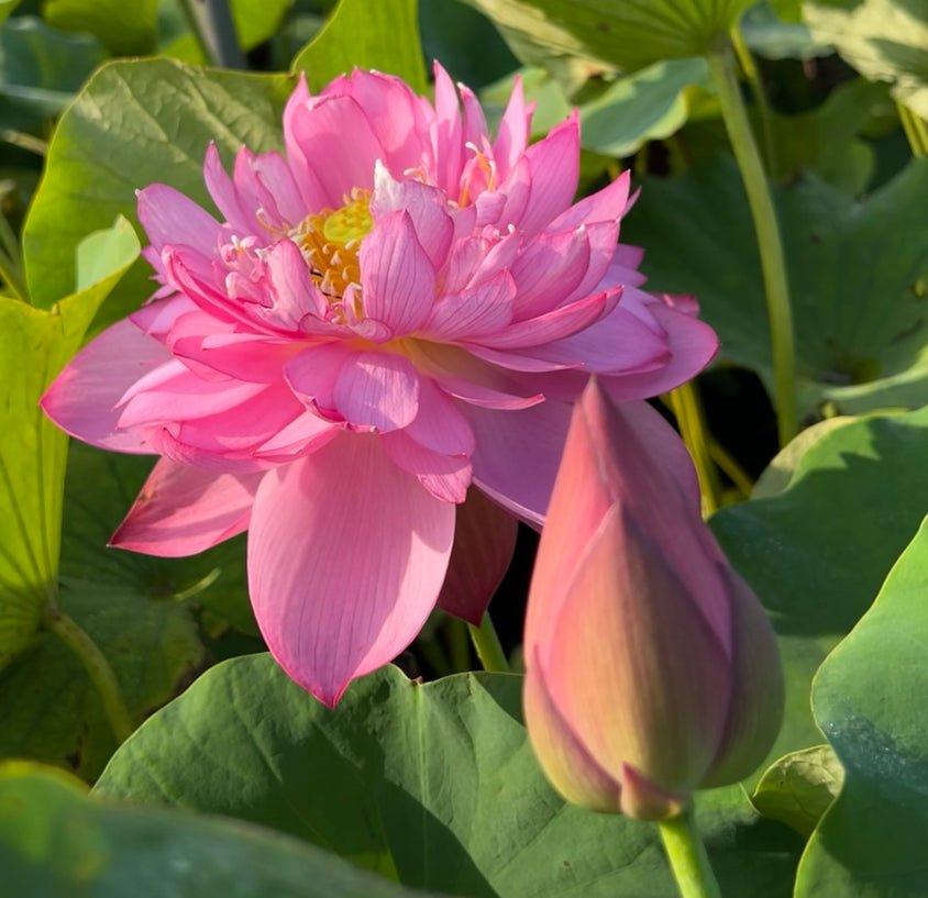 Titanic - Flower Power Lotus (Bare Root) - Play It Koi