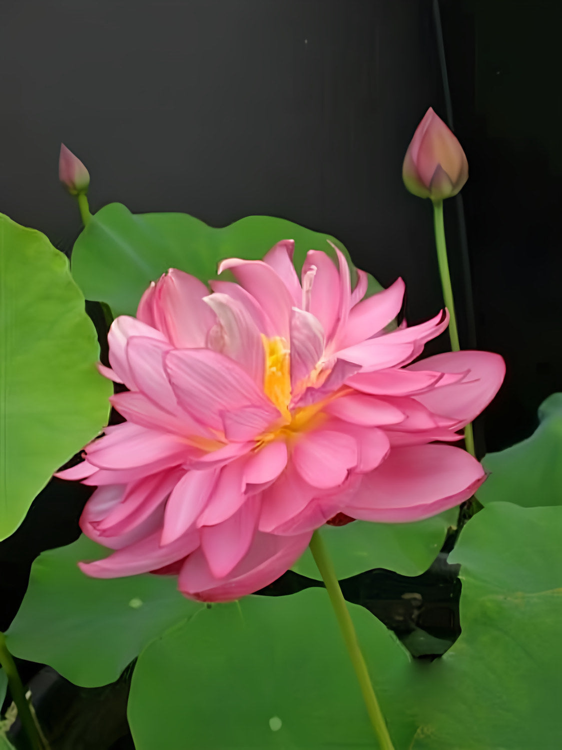 Titanic - Flower Power Lotus (Bare Root) - Play It Koi