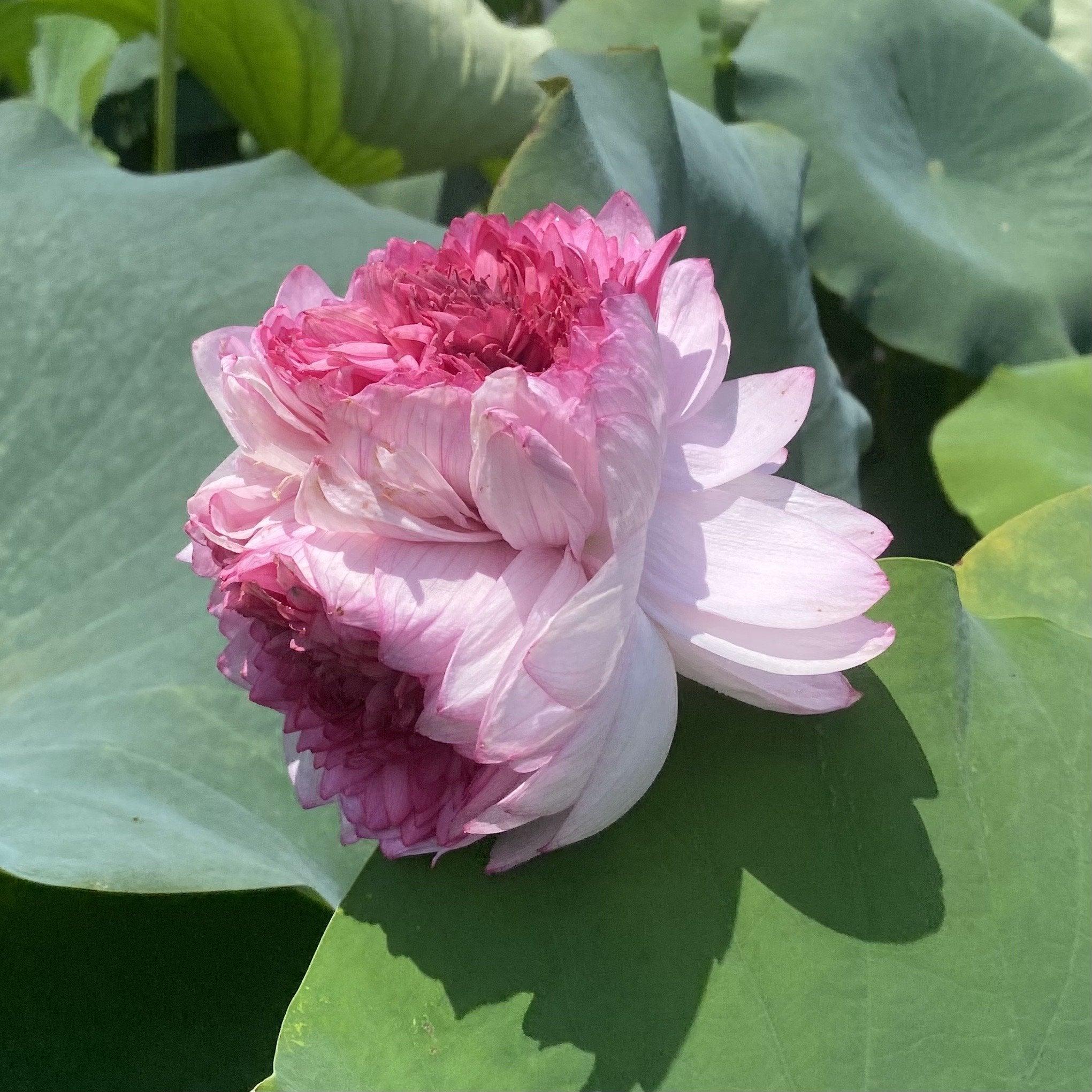 Traditional Thousand Petals - Multi-Hearted Flowers Lotus (Bare Root) - Play It Koi