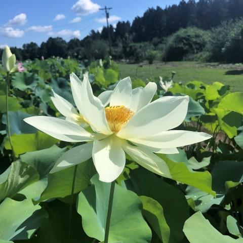 Tulip Lotus (Bare Root) - Play It Koi