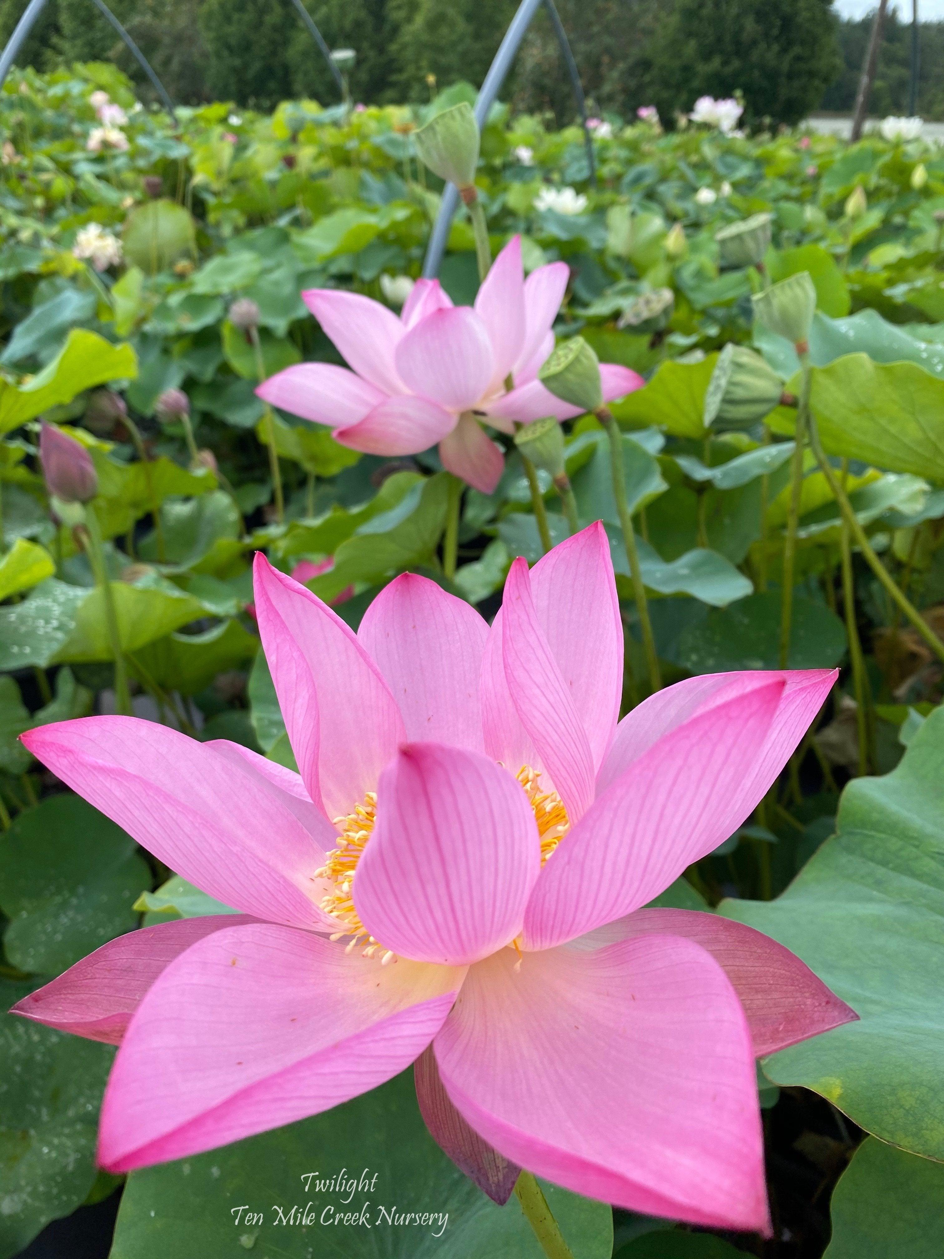 Twilight Lotus (Bare Root) - Play It Koi