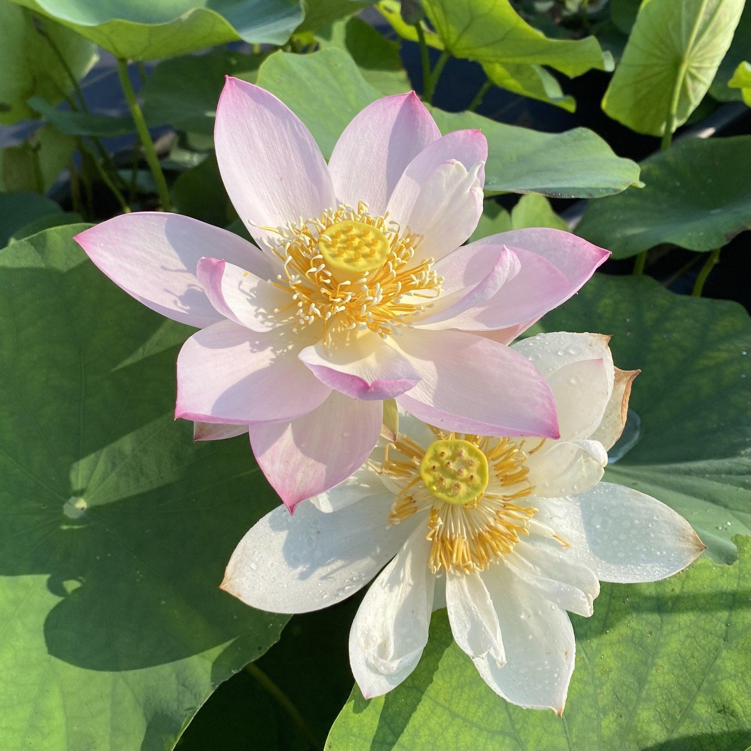 Twinkle Toes - Tiny Dancer Lotus (Bare Root) - Play It Koi