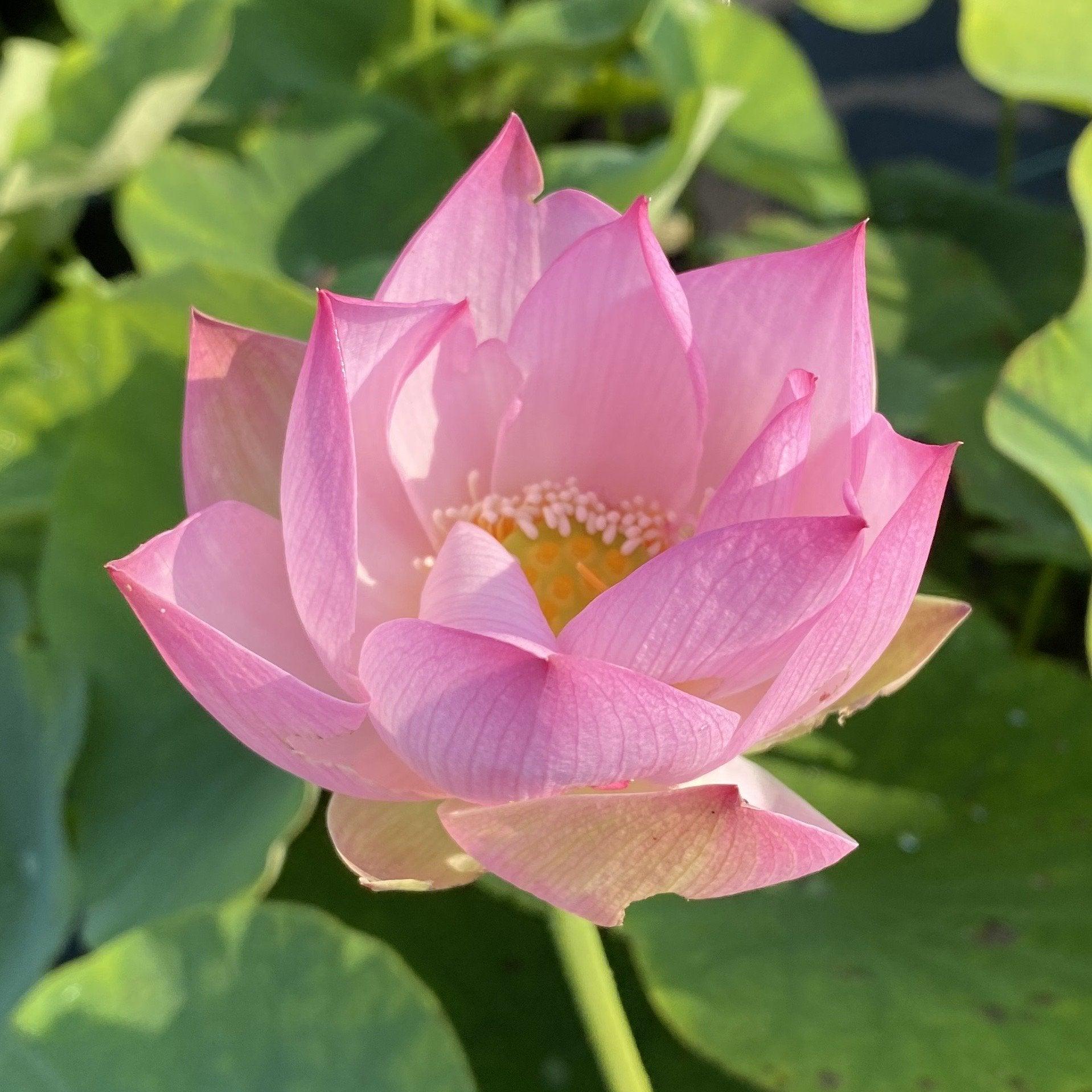 Twinkle Toes - Tiny Dancer Lotus (Bare Root) - Play It Koi