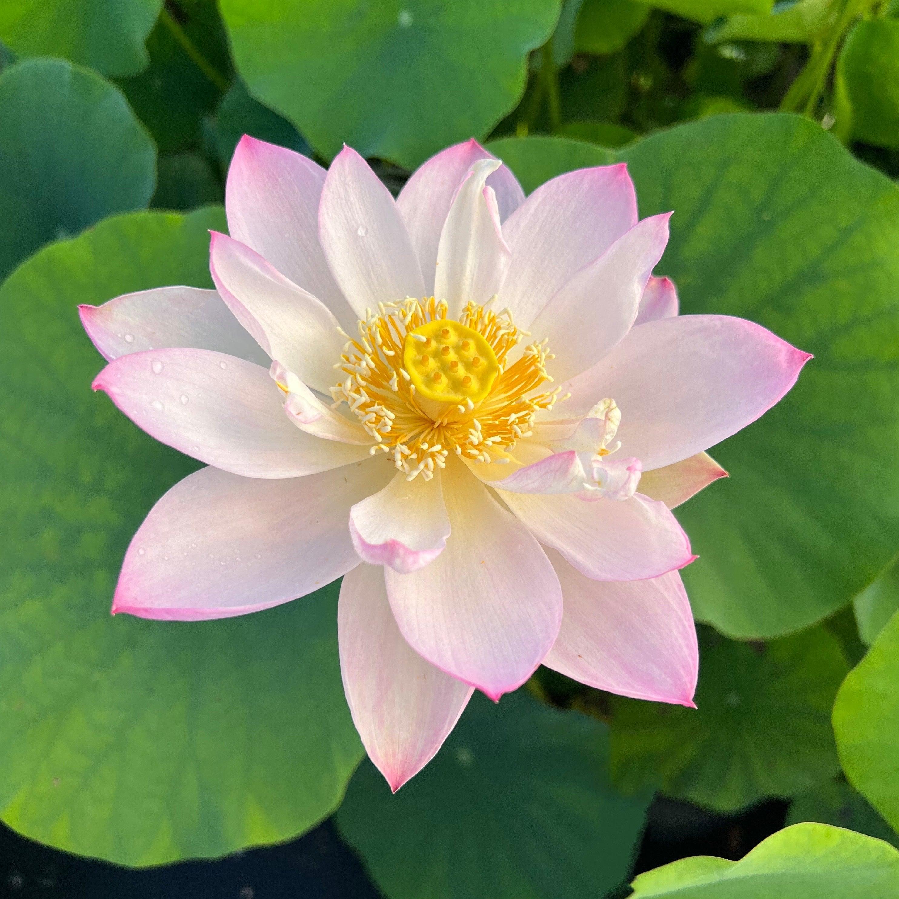 Twinkle Toes - Tiny Dancer Lotus (Bare Root) - Play It Koi