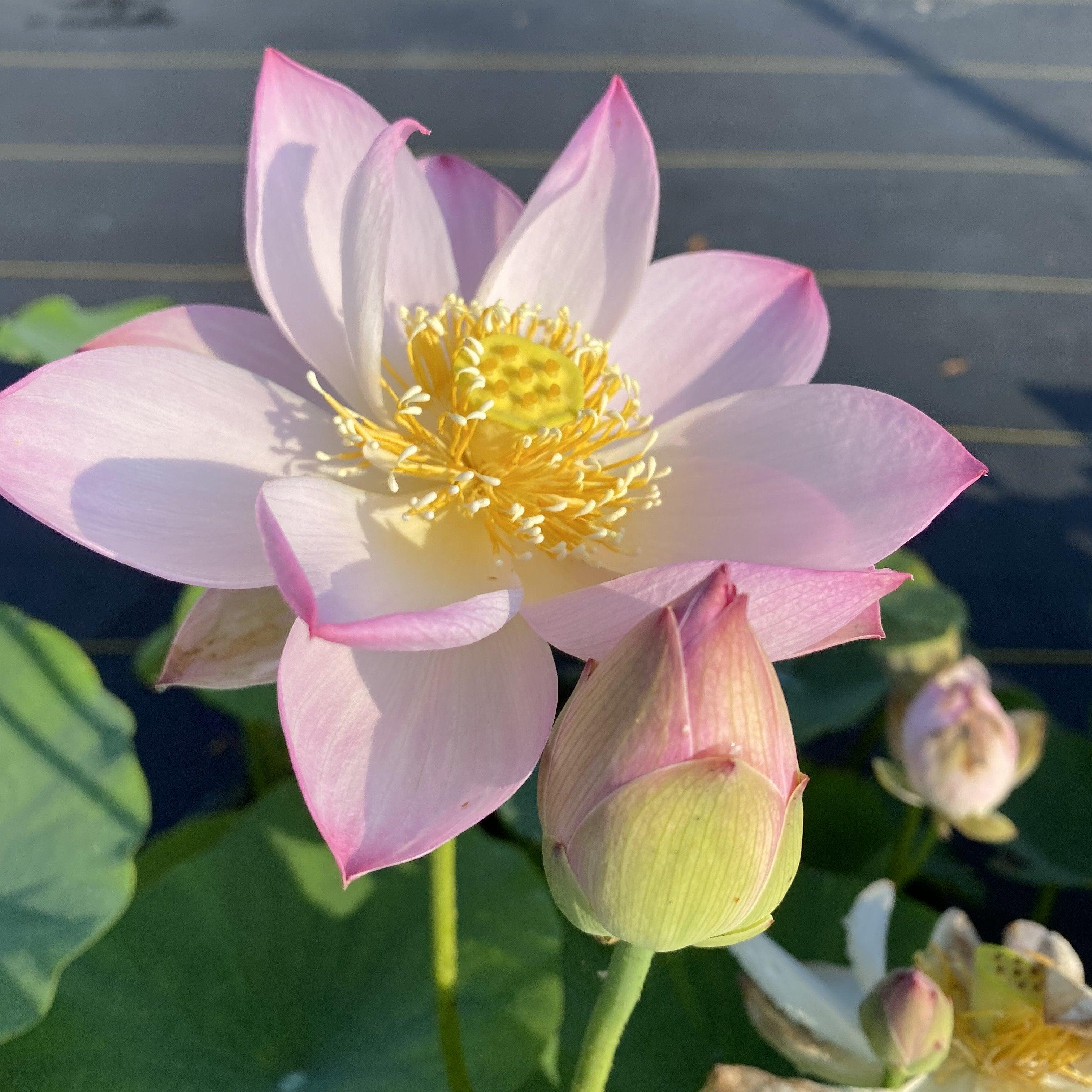 Twinkle Toes - Tiny Dancer Lotus (Bare Root) - Play It Koi