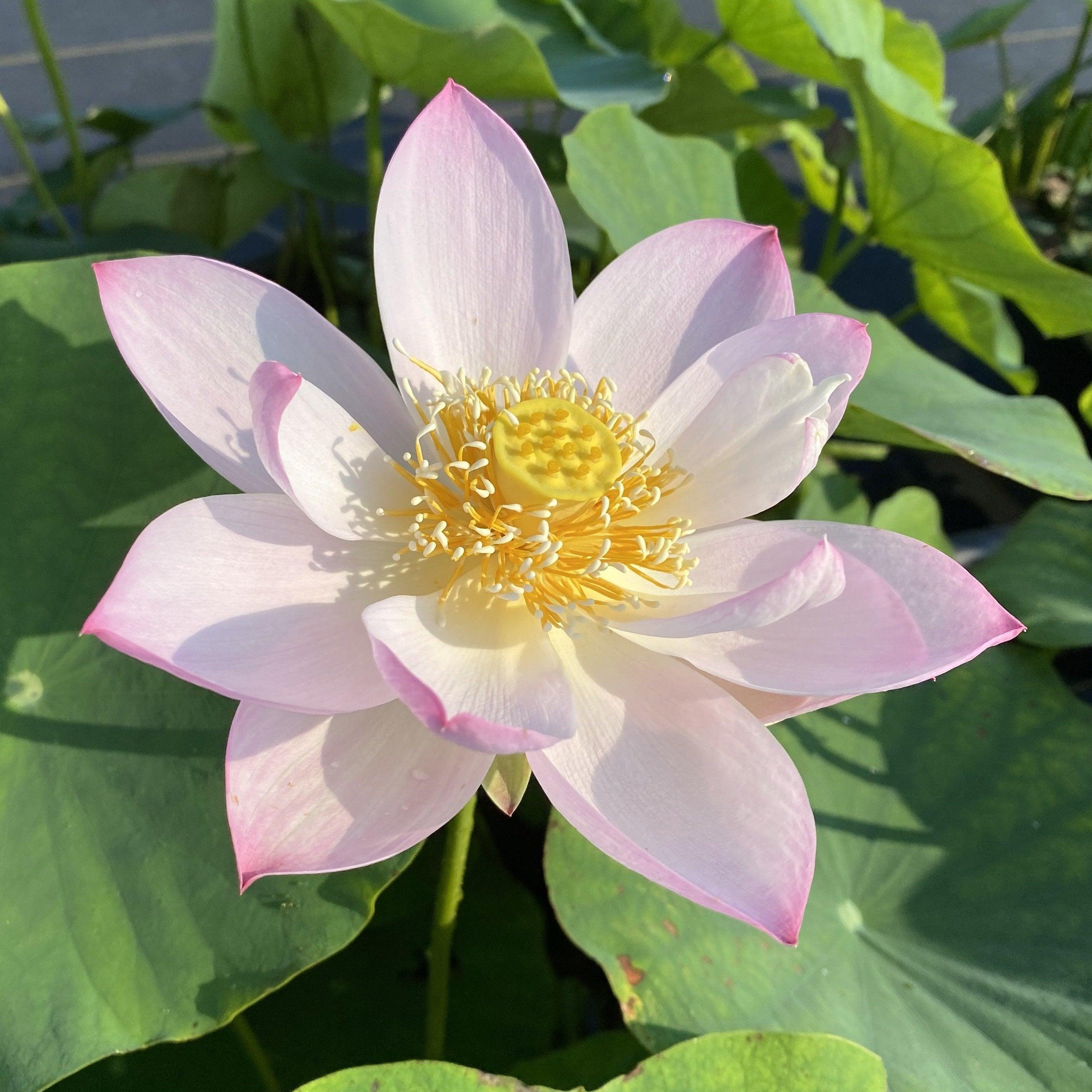 Twinkle Toes - Tiny Dancer Lotus (Bare Root) - Play It Koi