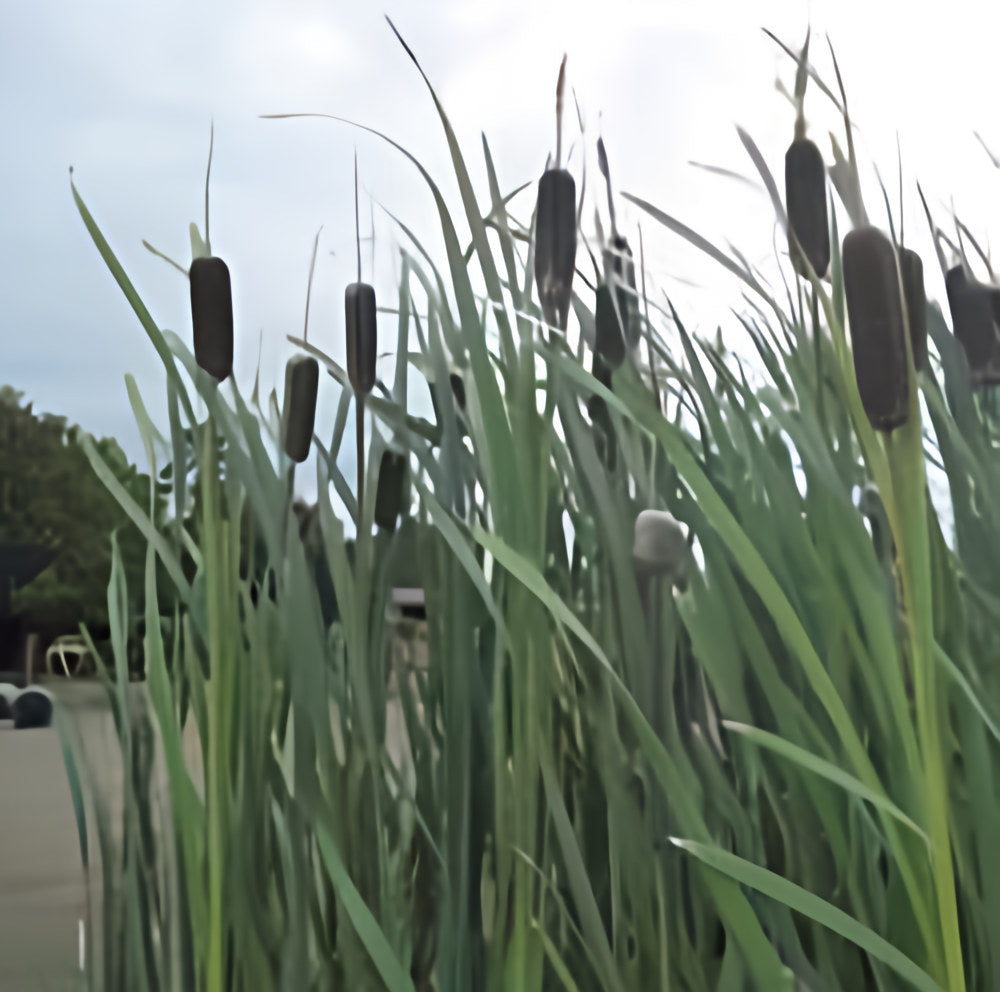 Typha Latifolia - Common Cattail (Bare Root) - Play It Koi