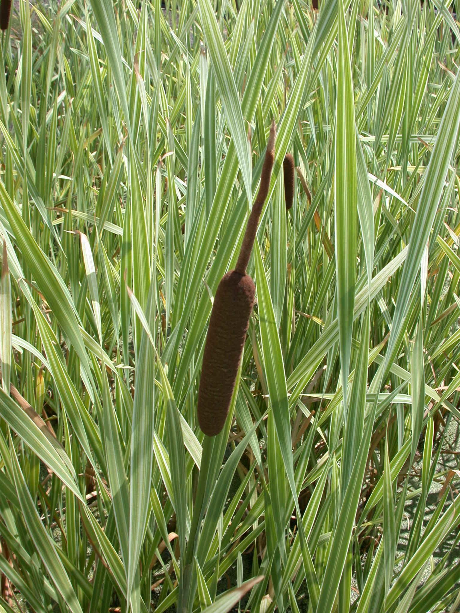 Typha latifolia 'Variegated Cattail' (Bare Root) - Play It Koi