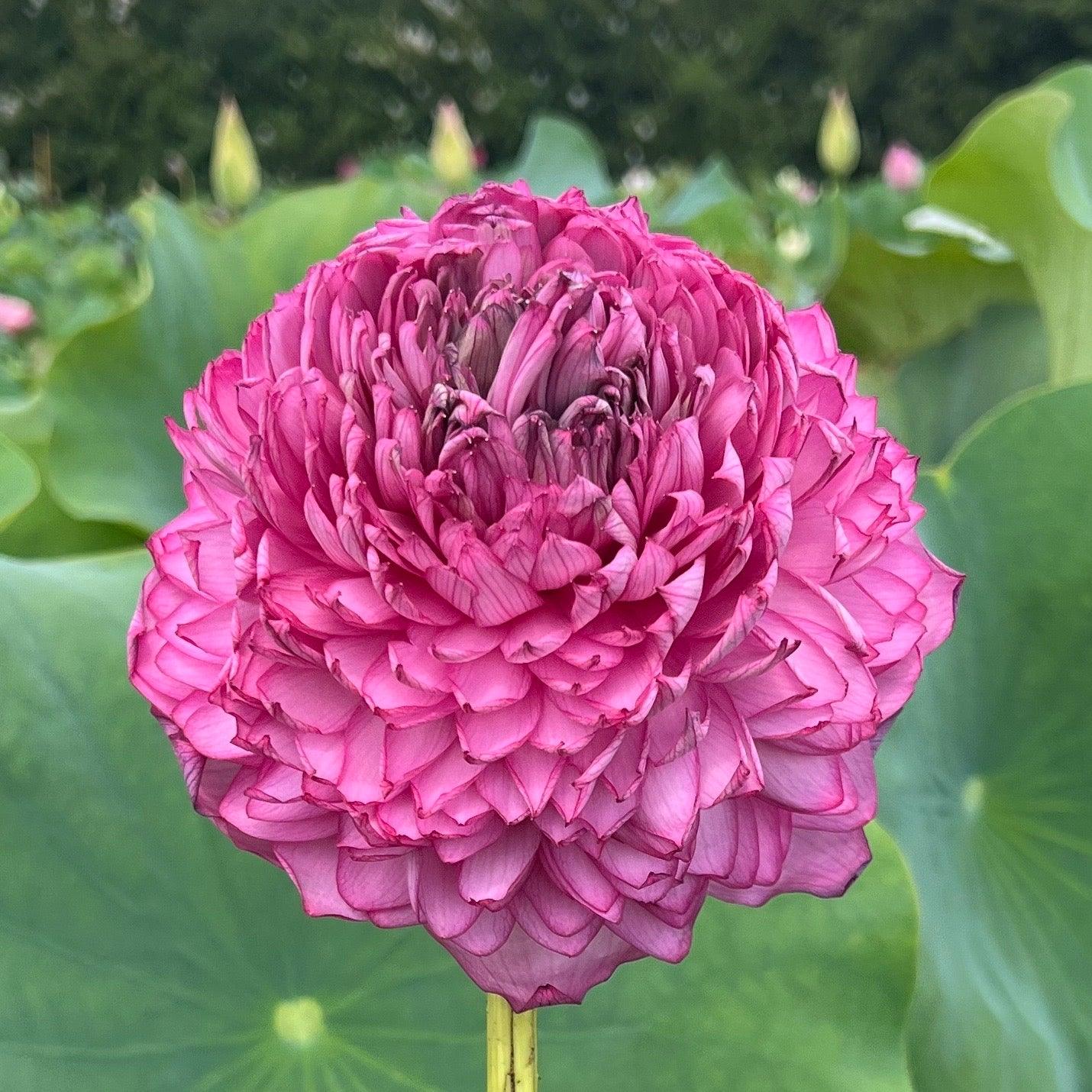 1000 petal lotus flower seeds Ultimate Thousand Petals Lotus (Bare Root)