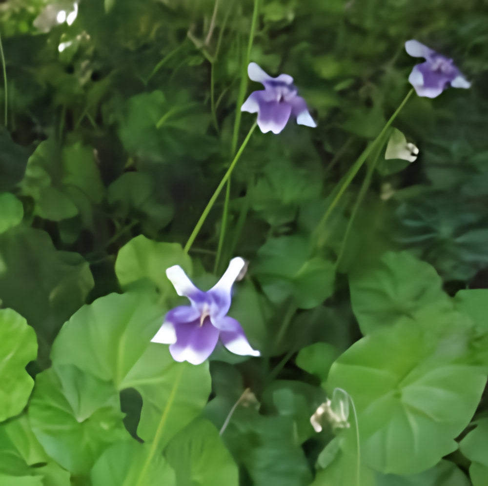 Viola Hederacea - Australian Jumping Violet (Bare Root) - Play It Koi