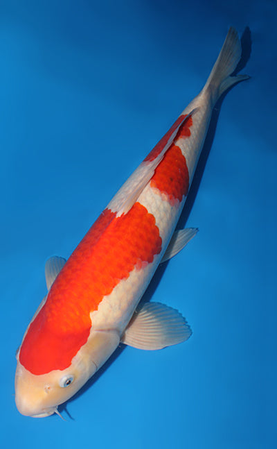 Kodama Koi Farm - Limited Time - Kohaku