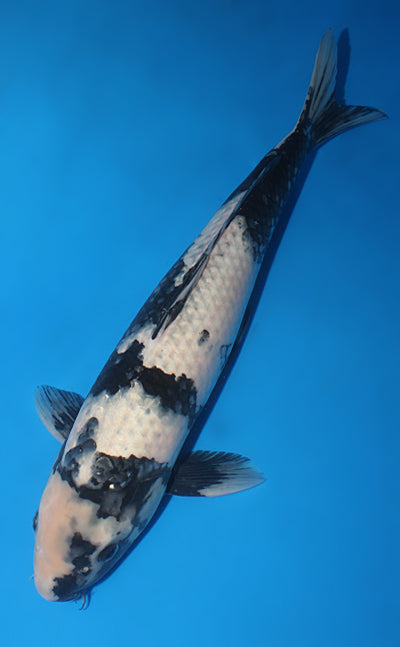 Kodama Koi Farm - Limited Time -Kage Shiro Utsuri