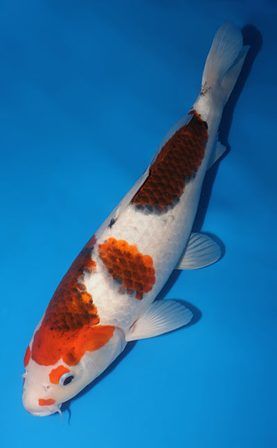Kodama Koi Farm - Limited Time -Aigoromo