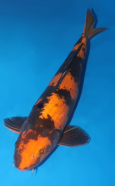 Kodama Koi Farm - Limited Time - Hi Utsuri