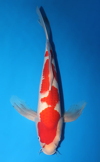 Kodama Koi Farm - Limited Time - Hirenaga Kohaku
