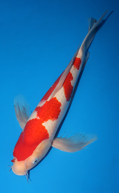 Kodama Koi Farm - Limited Time - Hirenaga Kohaku