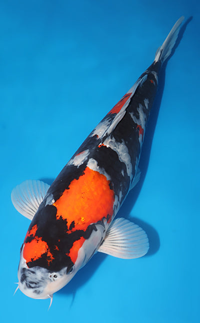 Kodama Koi Farm - Limited Time - Showa I