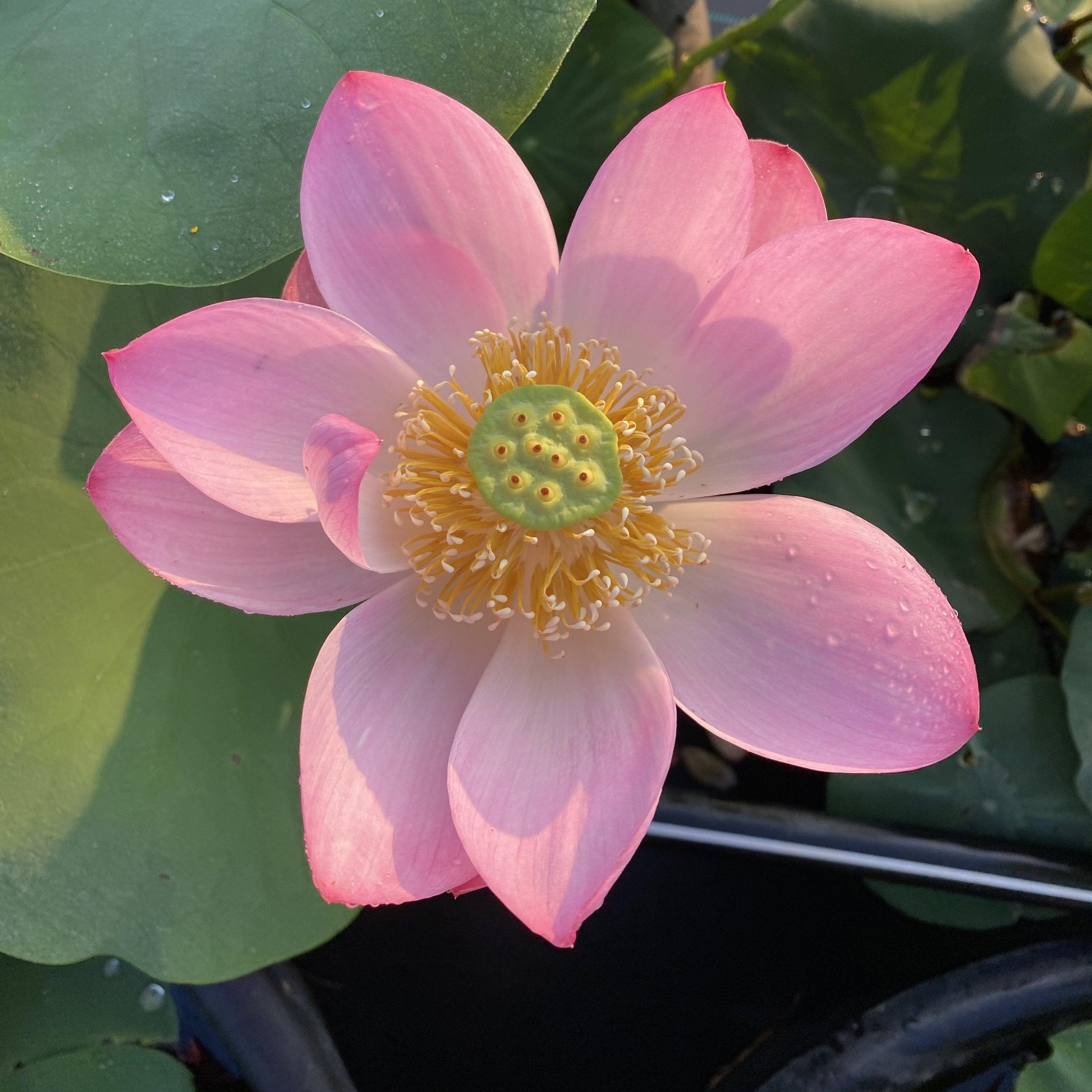 Walker Bradford - Amazing Color Lotus (Bare Root) - Play It Koi