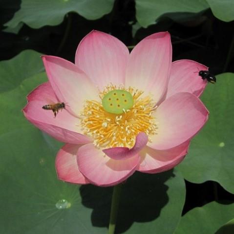 Walker Bradford - Amazing Color Lotus (Bare Root) - Play It Koi