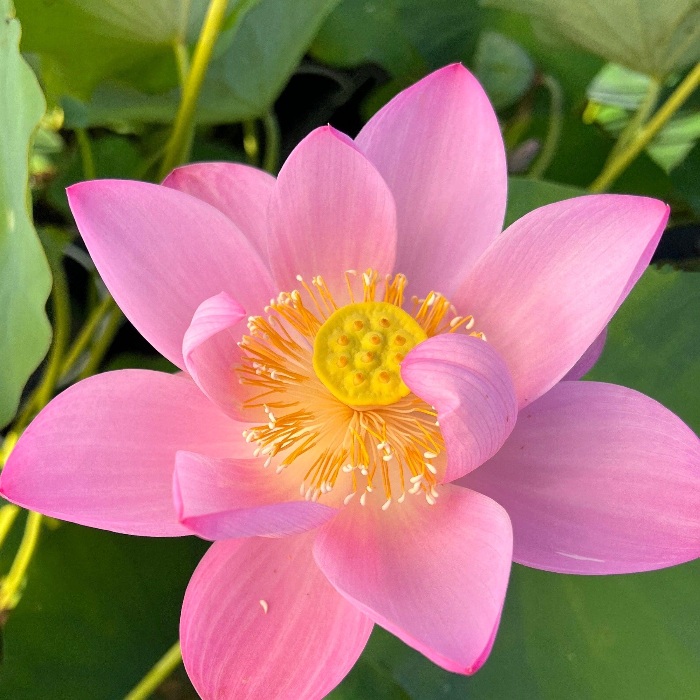 Walker Bradford - Amazing Color Lotus (Bare Root) - Play It Koi