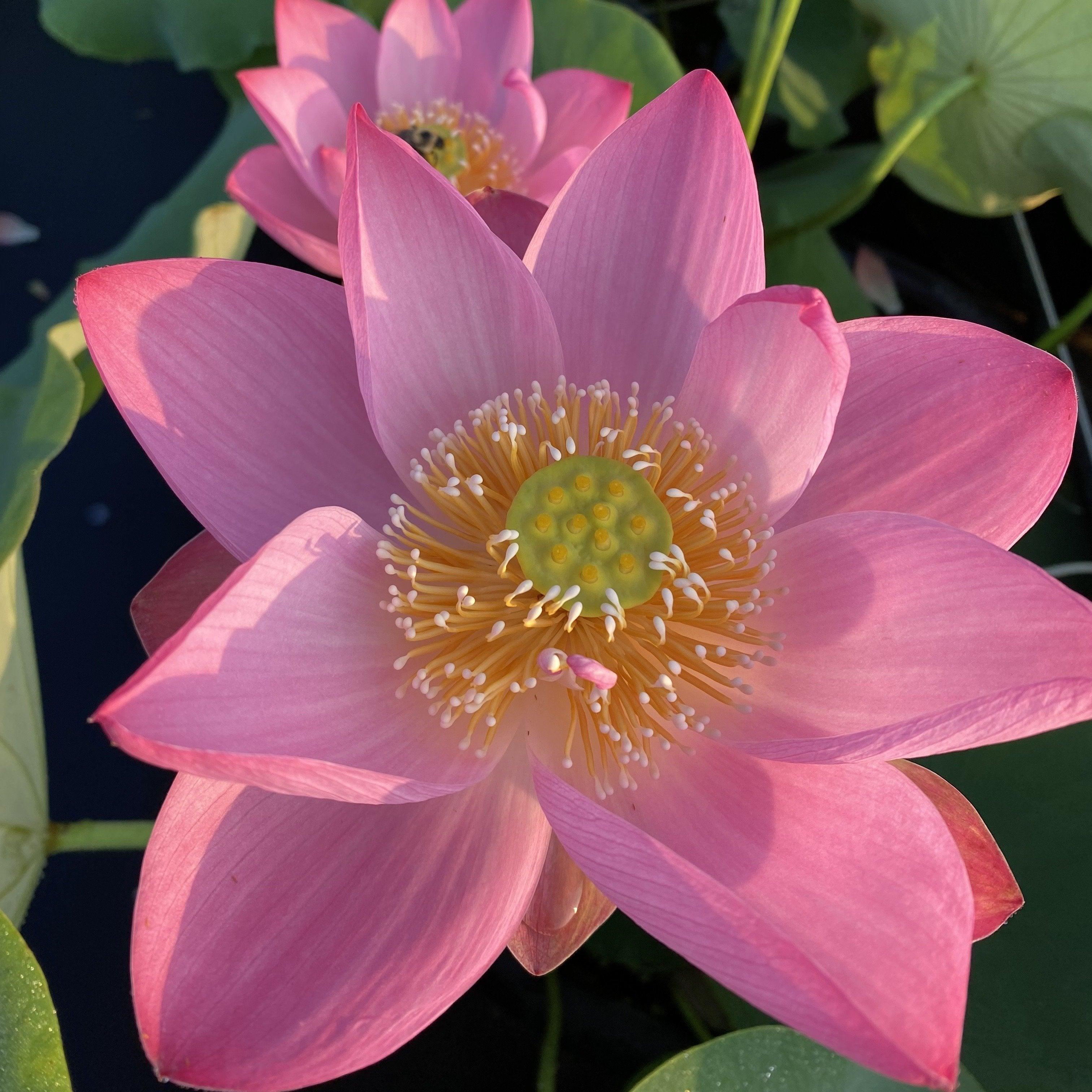 Walker Bradford - Amazing Color Lotus (Bare Root) - Play It Koi