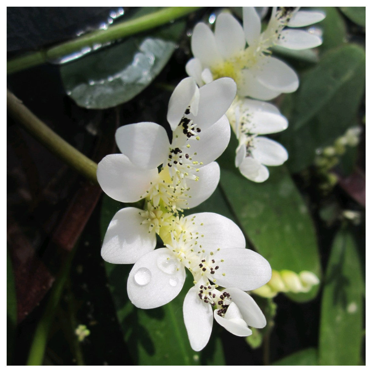 Aponogeton Distachyus - Cây táo gai nước (Rễ trần)