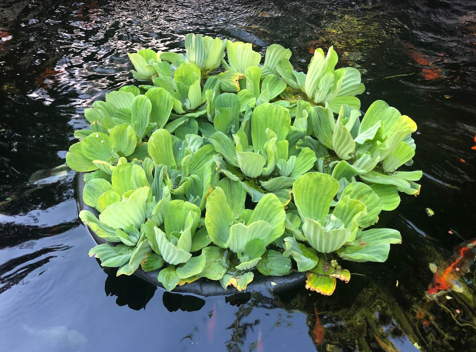 Water Lettuce