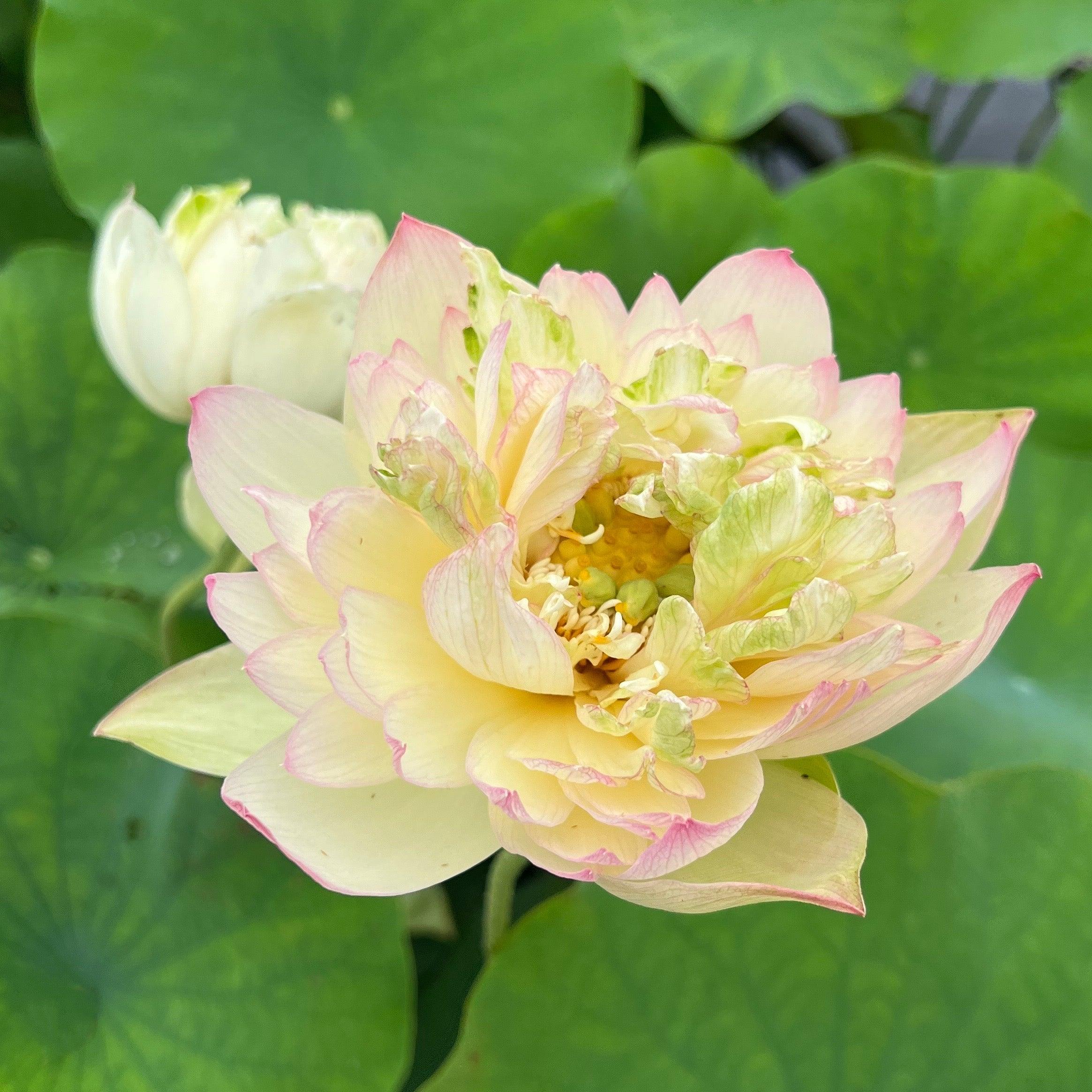 Watercolor Lotus (Bare Root) - Play It Koi