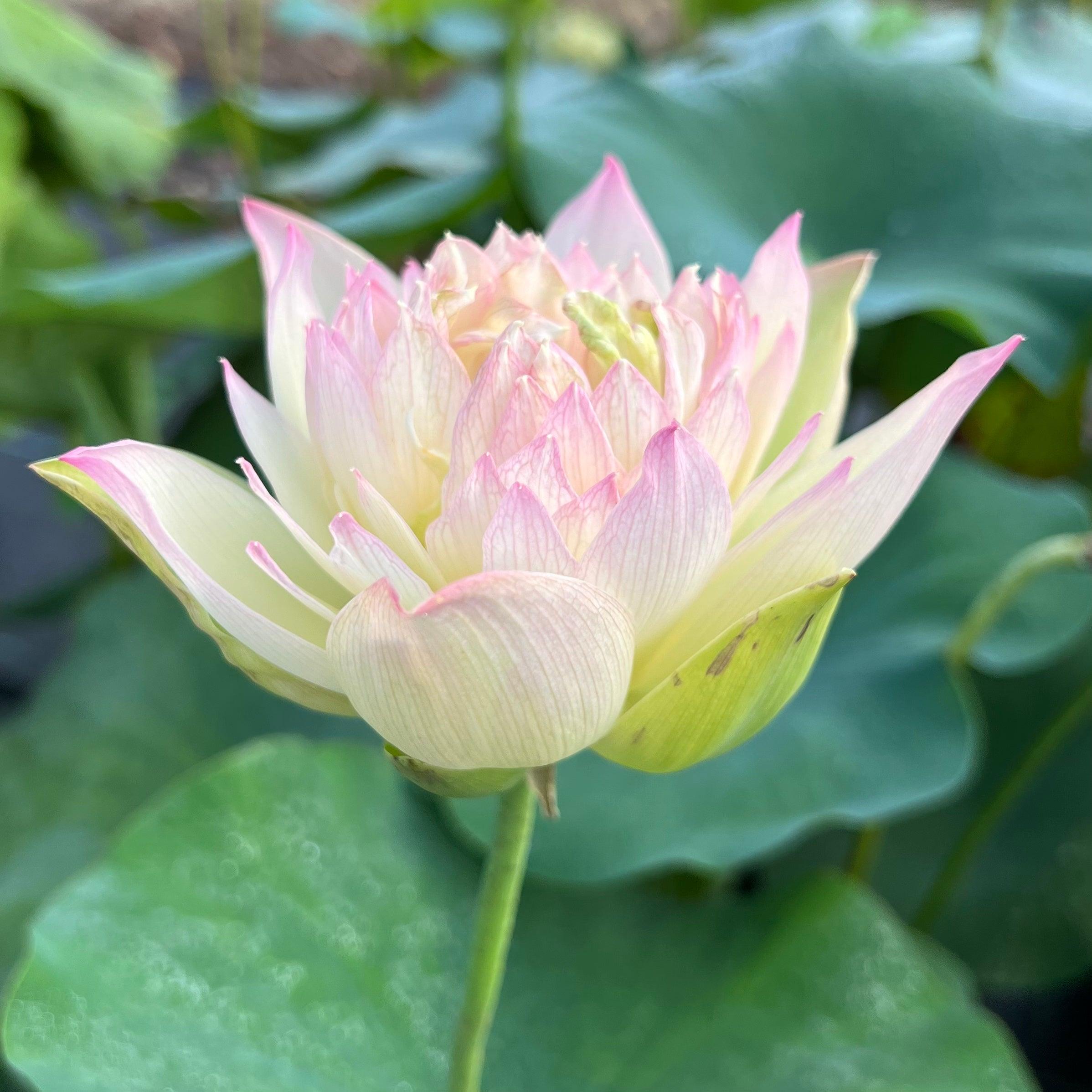 Watercolor Lotus (Bare Root) - Play It Koi