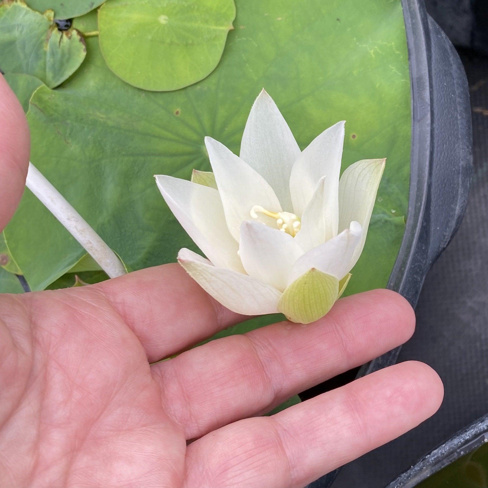 White Buddha's Hand Lotus (Bare Root) - Play It Koi
