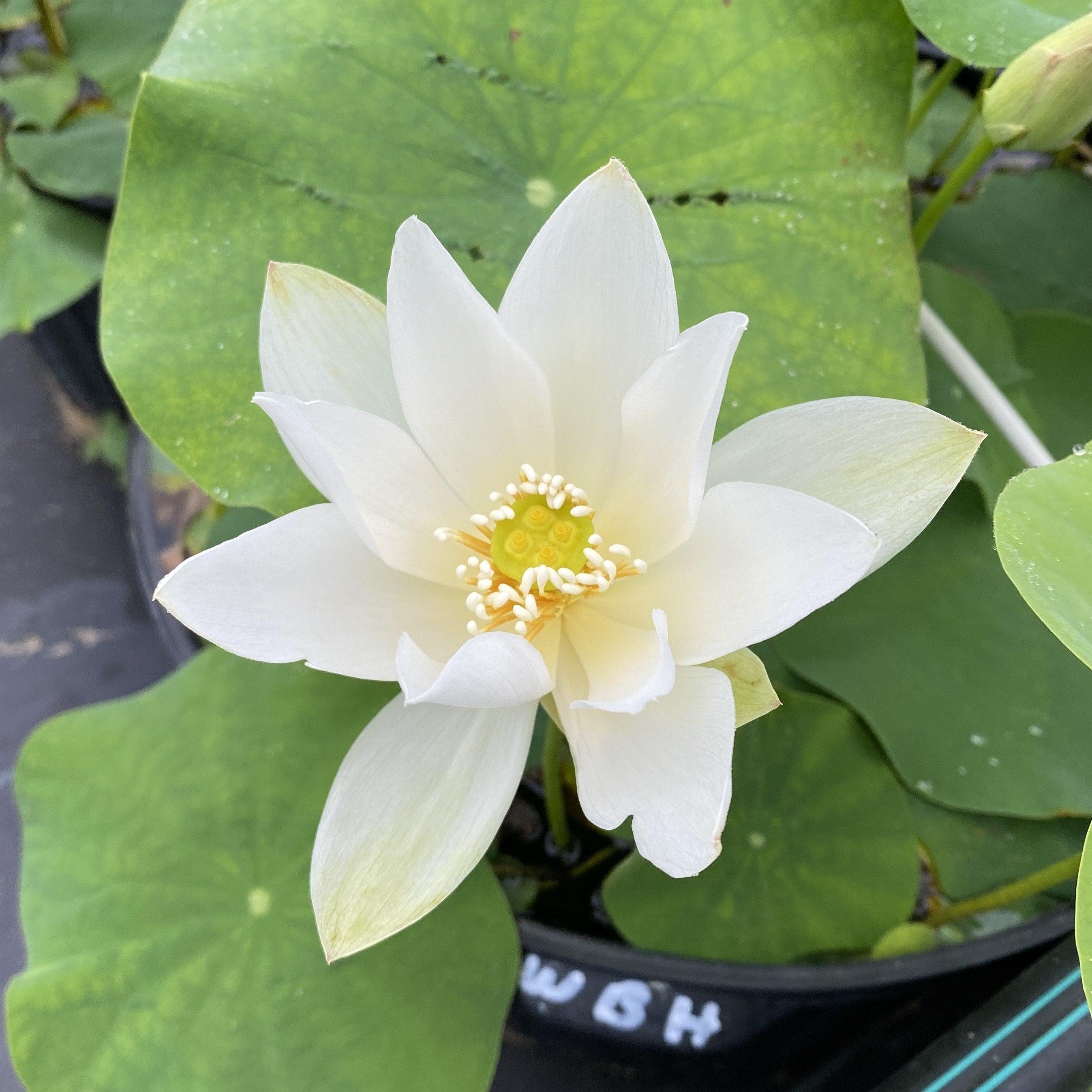 White Buddha's Hand Lotus (Bare Root) - Play It Koi