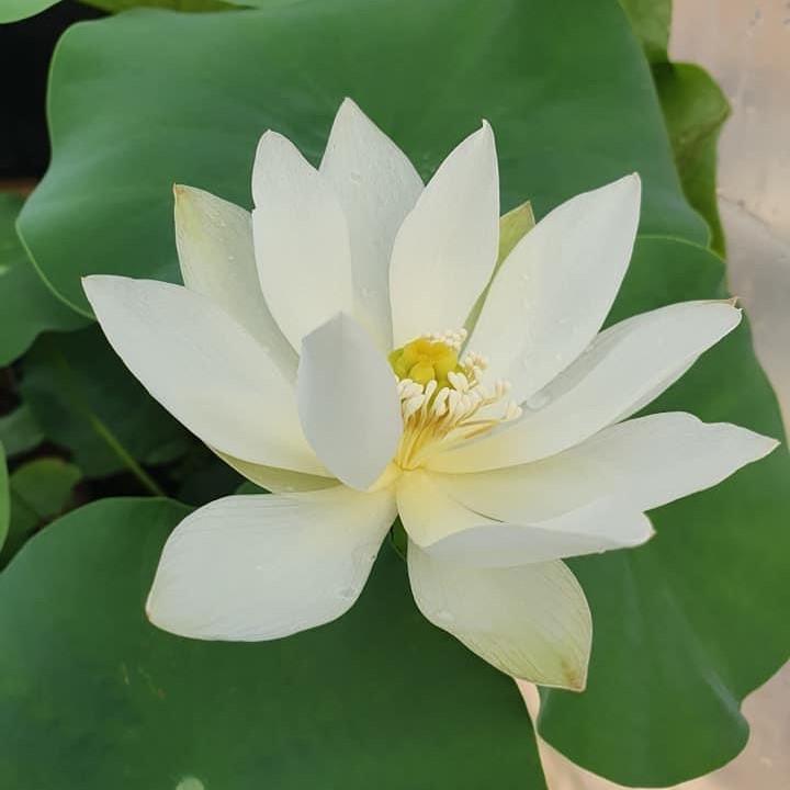 White Crane Lotus (Bare Root) - Play It Koi
