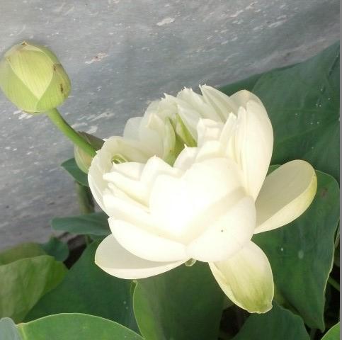 White Pear Flower Mini Lotus (Bare Root) - Play It Koi