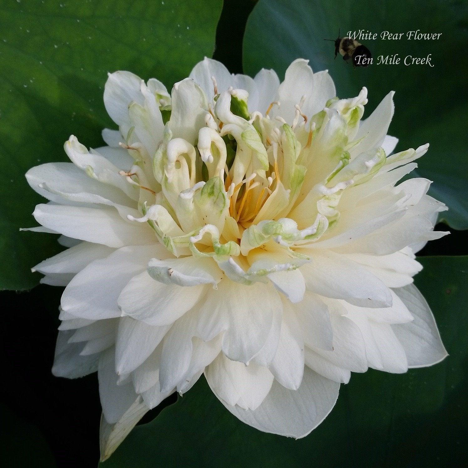 White Pear Flower Mini Lotus (Bare Root) - Play It Koi